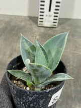 8392 「多肉植物】アガベ セルシー ブルーウェーブ【発根・子株・agave celsii blue wave】_画像1