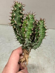 9267 「多肉植物」ユーフォルビア ノベリー 抜き苗【3/9最新到着・塊根植物・Euphorbia knobelii・閃光閣】