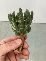 9327 「多肉植物」ユーフォルビア フスカ 抜き苗【3/9最新到着・塊根植物・Euphorbia fusca・蛮蛇頭】_画像8