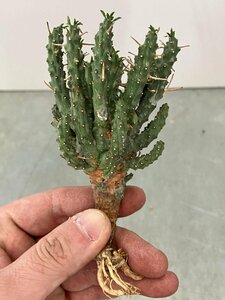 9312 「多肉植物」ユーフォルビア フスカ 抜き苗【3/9最新到着・塊根植物・Euphorbia fusca・蛮蛇頭】