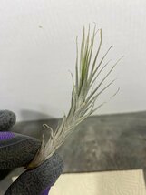 2381 「エアプランツ」tillandsia heteromorpha × heteromorpha 抜き苗【希少・美株・チランジア】_画像5