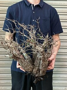 2921 「塊根植物」マダガスカル特急便 鮮度自信ありパキプス多頭大【到着後3日以内の返品OK・根切確認済・Operculicarya pachypus】