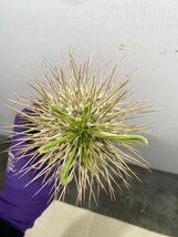 2494 「塊根植物」パキポディウム ナマクアナム大 抜き苗【3/9最新到着・接ぎ木・Pachypodium namaquanum・光堂】_画像5