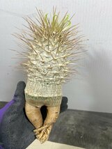 2494 「塊根植物」パキポディウム ナマクアナム大 抜き苗【3/9最新到着・接ぎ木・Pachypodium namaquanum・光堂】_画像7