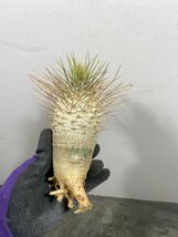 2491 「塊根植物」パキポディウム ナマクアナム 抜き苗【3/9最新到着・接ぎ木・Pachypodium namaquanum・光堂】_画像7