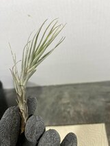 2381 「エアプランツ」tillandsia heteromorpha × heteromorpha 抜き苗【希少・美株・チランジア】_画像6