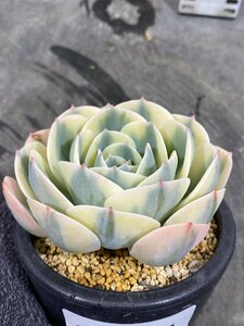 2214 「多肉植物」エケベリア ルノーディーン　植え【発根・美株・ Echeveria 'Lenore Dean'】