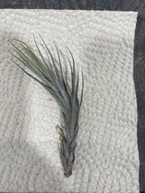 2381 「エアプランツ」tillandsia heteromorpha × heteromorpha 抜き苗【希少・美株・チランジア】_画像4