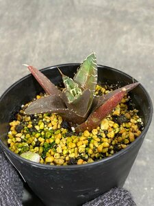 2005 「激レア高級品種】アガベ チタノタ シーザー（凱撒） 植え【多肉植物・超厳選極上子株・Agave titanota・Caesar・カイザー】