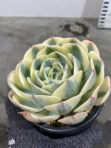 2215 「多肉植物」エケベリア ルノーディーン　植え【発根・美株・ Echeveria 'Lenore Dean'】