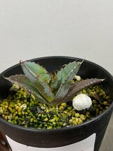 4392 「激レア高級品種】アガベ チタノタ 藍鯨 植え【発根・超厳選極上子株・Agave titanota】_画像1