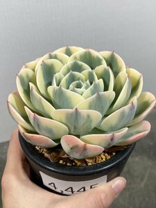 4445 「多肉植物」エケベリア ルノーディーン　植え【発根・美株・ Echeveria 'Lenore Dean'】