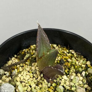 4319 「激レア高級品種」アガベ チタノタ ハデス 黒帝斯 植え【発根開始・Agave titanota Hades・恐竜牙歯・リュウゼツラン】の画像2