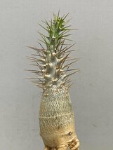 5313 「塊根植物」パキポディウム レアリー 抜き苗【最新到着・多肉植物・Pachypodium lealii】_画像4