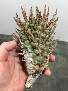 5095 「多肉植物」ユーフォルビア スコエンランディ 抜き苗【最新到着・Euphorbia schoenlandii・闘牛角・塊根植物】