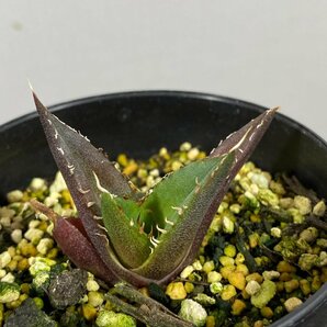 4314 「激レア高級品種」アガベ チタノタ ハデス 黒帝斯 植え【発根開始・Agave titanota Hades・恐竜牙歯・リュウゼツラン】の画像1