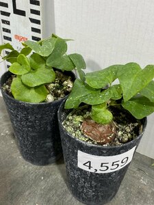 4559 「実生」ディオスコレア アフリカ亀甲竜 ２株セット【発根・Dioscorea elephantipes・美株】