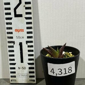 4318 「激レア高級品種」アガベ チタノタ ハデス 黒帝斯 植え【発根開始・Agave titanota Hades・恐竜牙歯・リュウゼツラン】の画像6