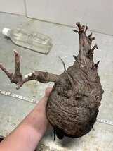 5260 「塊根植物」マダガスカル特急便 鮮度自信ありパキプス【到着後3日以内の返品OK・根切確認済・Operculicarya pachypus】_画像8