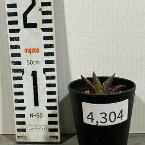 4304 「激レア高級品種」アガベ チタノタ ハデス 黒帝斯 植え【発根開始・Agave titanota Hades・恐竜牙歯・リュウゼツラン】の画像6