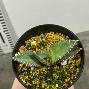 4346 「激レア高級品種】アガベ チタノタ 蟹 植え【発根開始・多肉植物・超厳選極上子株・Agave titanota】の画像8