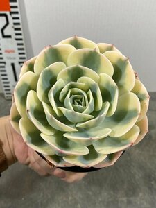 4448 「多肉植物」エケベリア ルノーディーン　植え【発根・美株・ Echeveria 'Lenore Dean'】