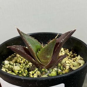 4315 「激レア高級品種」アガベ チタノタ ハデス 黒帝斯 植え【発根開始・Agave titanota Hades・恐竜牙歯・リュウゼツラン】の画像1