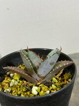 4393 「激レア高級品種】アガベ チタノタ 藍鯨 植え【発根・超厳選極上子株・Agave titanota】_画像3