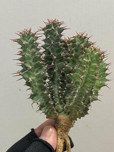 5343 「多肉植物」ユーフォルビア ノベリー 抜き苗【最新到着・塊根植物・Euphorbia knobelii・閃光閣】