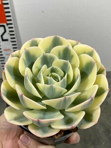 4446 「多肉植物」エケベリア ルノーディーン　植え【発根・美株・ Echeveria 'Lenore Dean'】