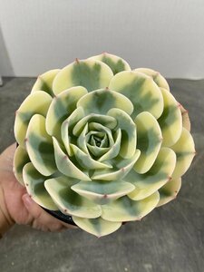 4450 「多肉植物」エケベリア ルノーディーン　植え【発根・美株・ Echeveria 'Lenore Dean'】