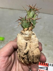 5226 「多肉植物」ユーフォルビア トルチラマ 抜き苗【最新到着・塊根植物・Euphorbia tortirama】