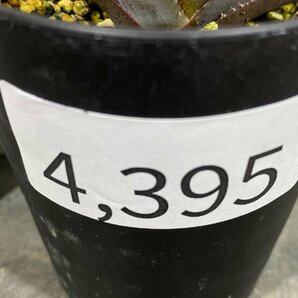 4395 「激レア高級品種】アガベ チタノタ 藍鯨 植え【発根・超厳選極上子株・Agave titanota】の画像7