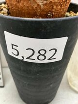 5282 「多肉植物」タリナム カフツム　植え【発根・Talinum caffrum・塊根植物】_画像5