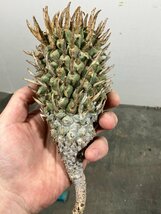 5101 「多肉植物」ユーフォルビア スコエンランディ中 抜き苗【最新到着・Euphorbia schoenlandii・闘牛角・塊根植物】_画像1