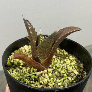 4360 「激レア高級品種】アガベ チタノタ シーザー（凱撒） 植え【多肉植物・超厳選極上子株・Agave titanota・Caesar・カイザー】の画像3