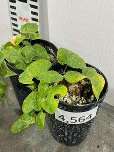 4564 「実生」ディオスコレア アフリカ亀甲竜 ２株セット【発根・Dioscorea elephantipes・美株】