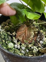 4556 「実生」ディオスコレア アフリカ亀甲竜 ２株セット【発根・Dioscorea elephantipes・美株】_画像2