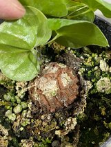 4556 「実生」ディオスコレア アフリカ亀甲竜 ２株セット【発根・Dioscorea elephantipes・美株】_画像3