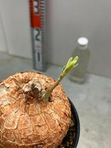 5282 「多肉植物」タリナム カフツム　植え【発根・Talinum caffrum・塊根植物】_画像8