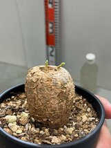 5278 「多肉植物」タリナム カフツム　植え【発根・Talinum caffrum・塊根植物】_画像2