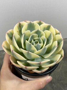 4444 「多肉植物」エケベリア ルノーディーン　植え【発根・美株・ Echeveria 'Lenore Dean'】