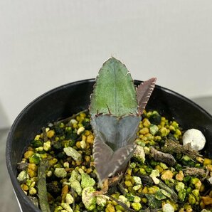 4386 「激レア高級品種】アガベ チタノタ 藍鯨 植え【発根・超厳選極上子株・Agave titanota】の画像2