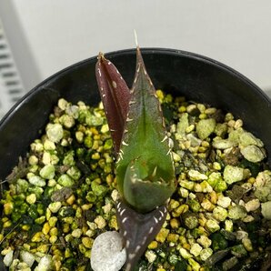 4316 「激レア高級品種」アガベ チタノタ ハデス 黒帝斯 植え【発根開始・Agave titanota Hades・恐竜牙歯・リュウゼツラン】の画像4