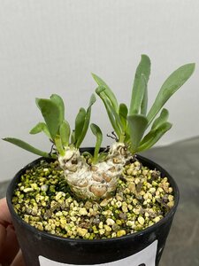 4430 「実生」オトンナ レトロルサ【発根・塊根植物・多肉植物・Othonna retrorsa】