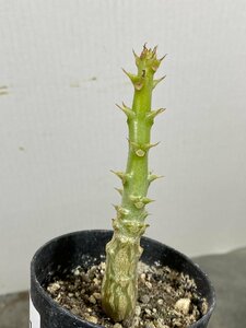 4971 「実生」パキポディウム ウィンゾリ 【種から発芽・発根・Pachypodium windsorii・塊根植物】