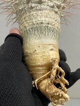 5337 「塊根植物」パキポディウム ナマクアナム大 抜き苗【最新到着・接ぎ木・Pachypodium namaquanum・光堂】_画像9