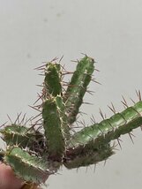 5389 「多肉植物」ユーフォルビア リデンブルゲンシス 抜き苗【最新到着・塊根植物・輪廻城・Euphorbia lydenburgensis】_画像9