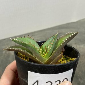 4339 「激レア高級品種】アガベ チタノタ 蟹 植え【発根開始・多肉植物・超厳選極上子株・Agave titanota】の画像1