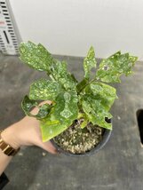 4535 「実生」キフォステンマ エレファントプス 植え【発根・塊根植物・Cyphostemma elephantopus】_画像9